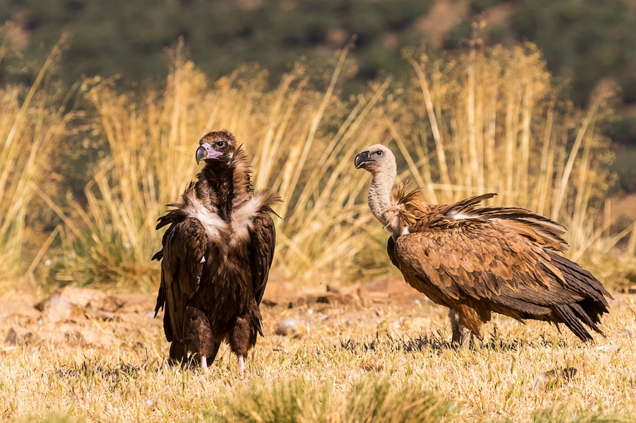 Buitre negro y leonado