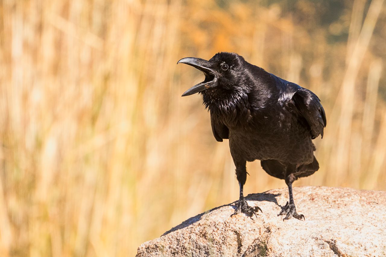 Cuervo grande
