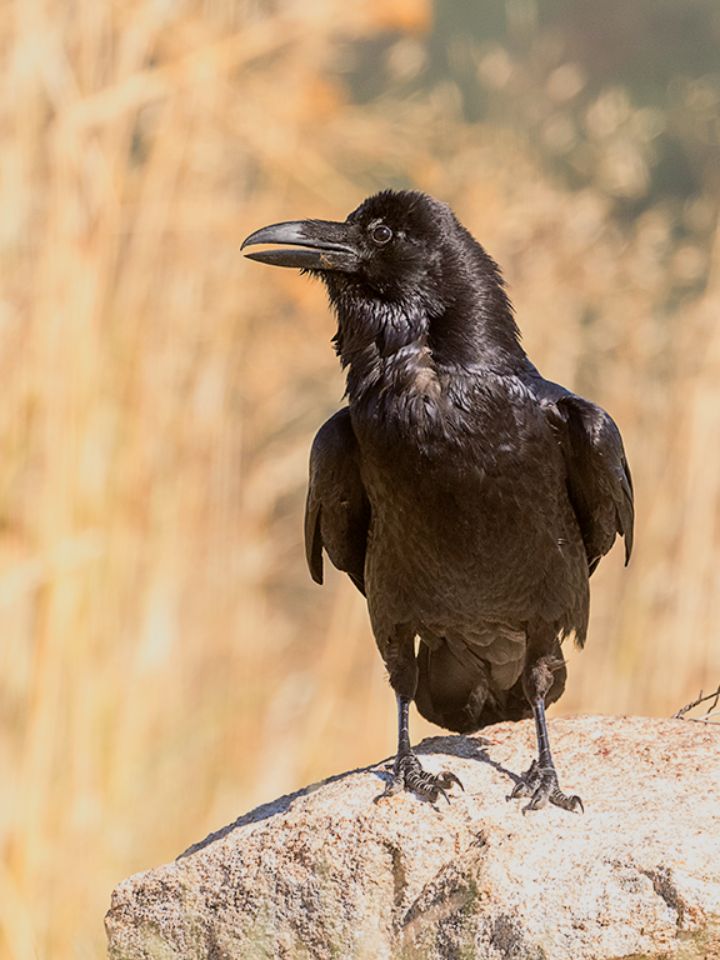 Cuervo grande