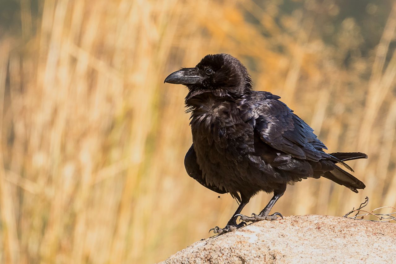 Cuervo grande