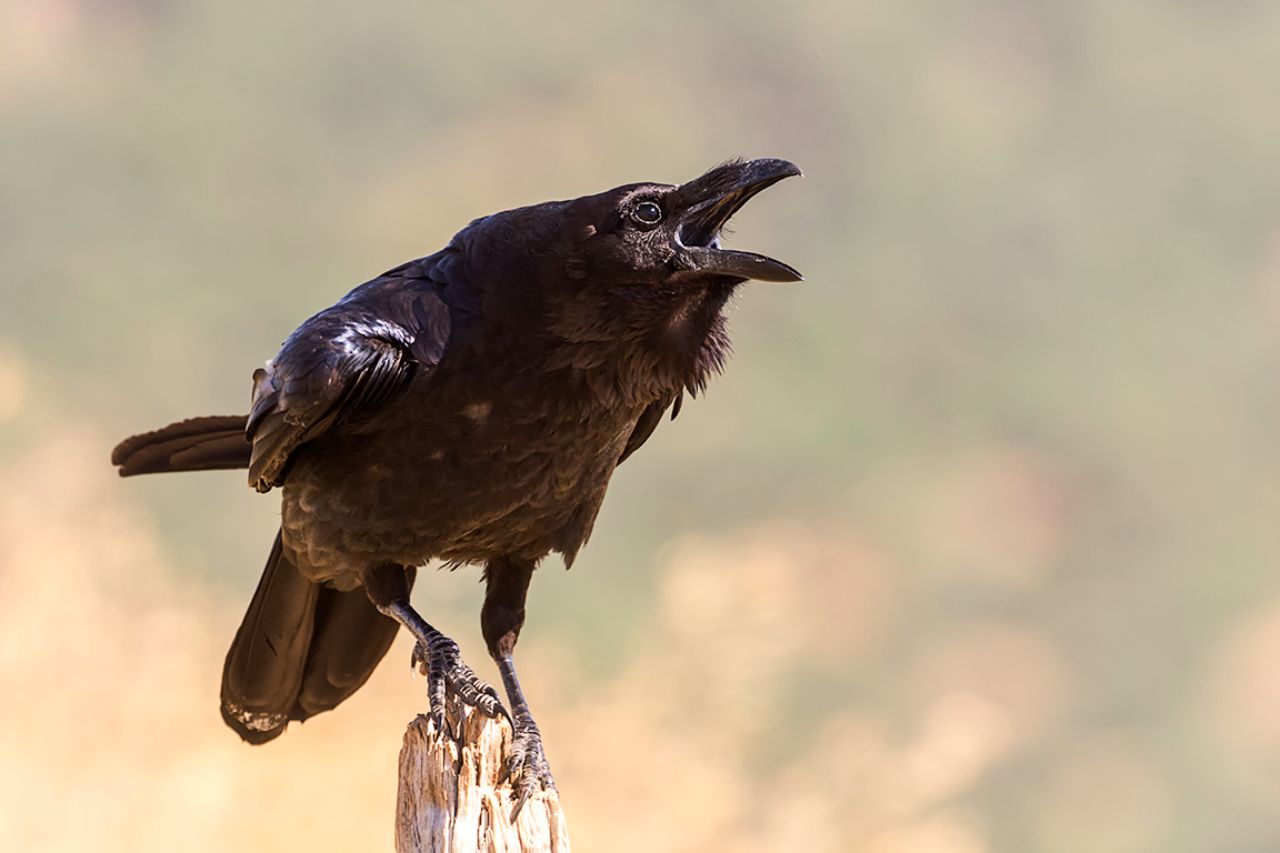 Cuervo grande