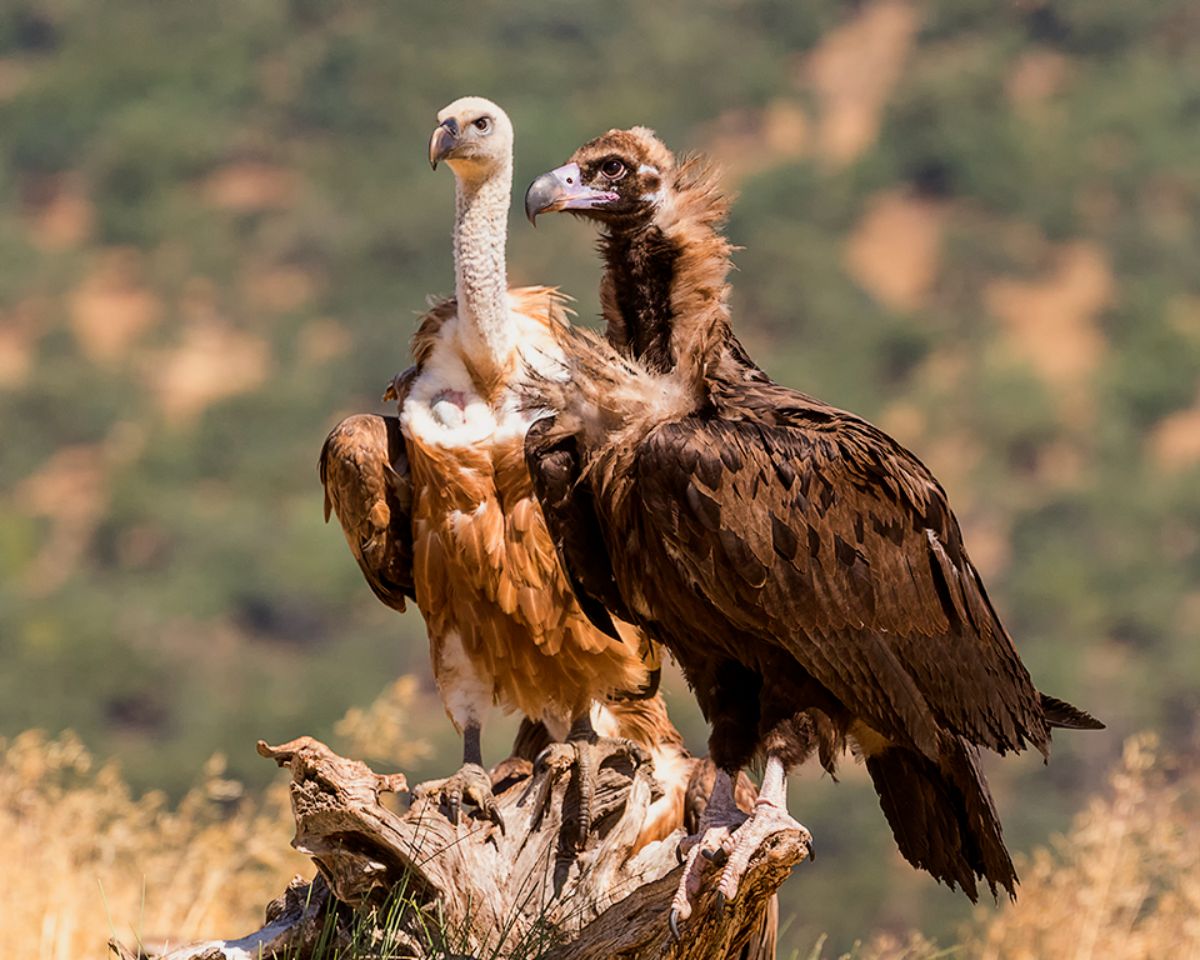 Buitre negro y leonado