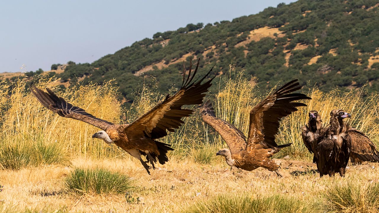 Buitres leonados y negros