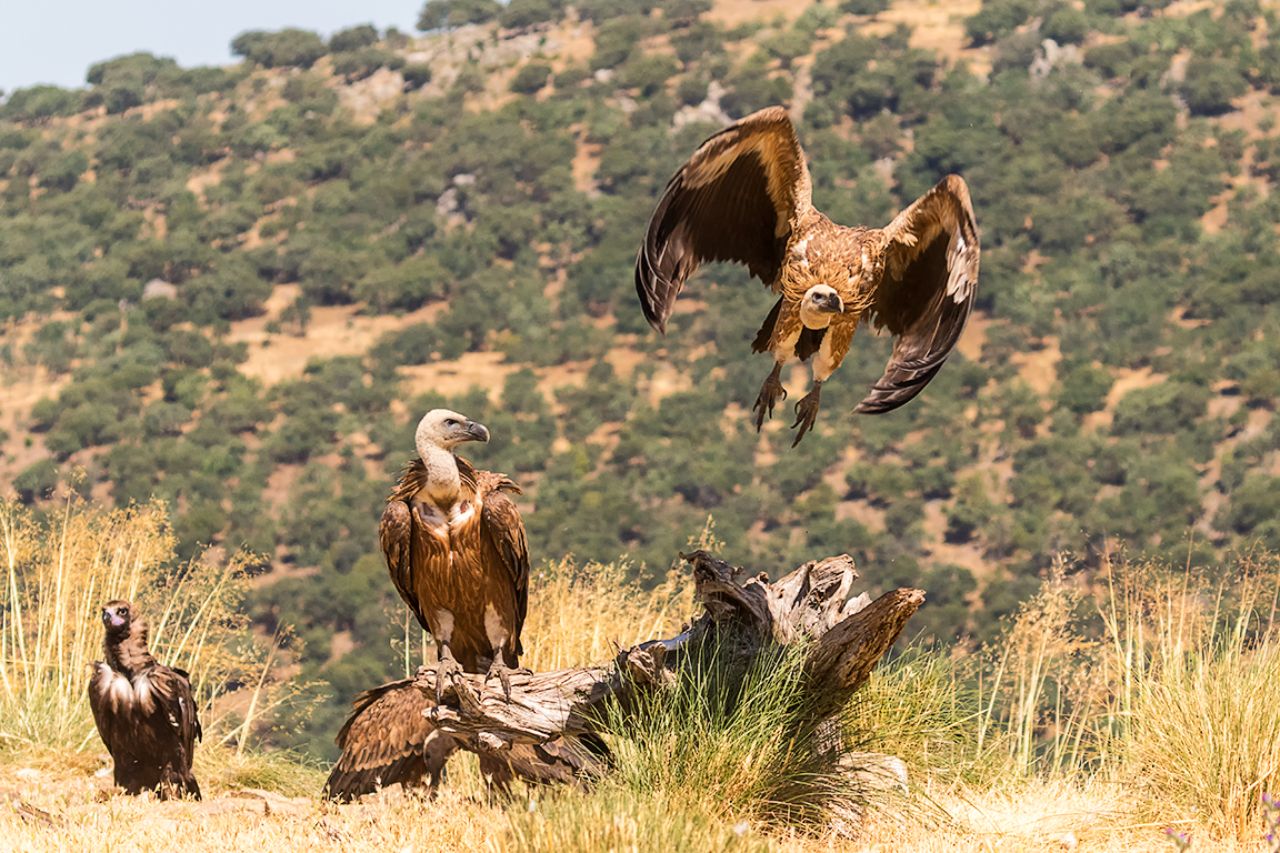 Buitres leonados y negro