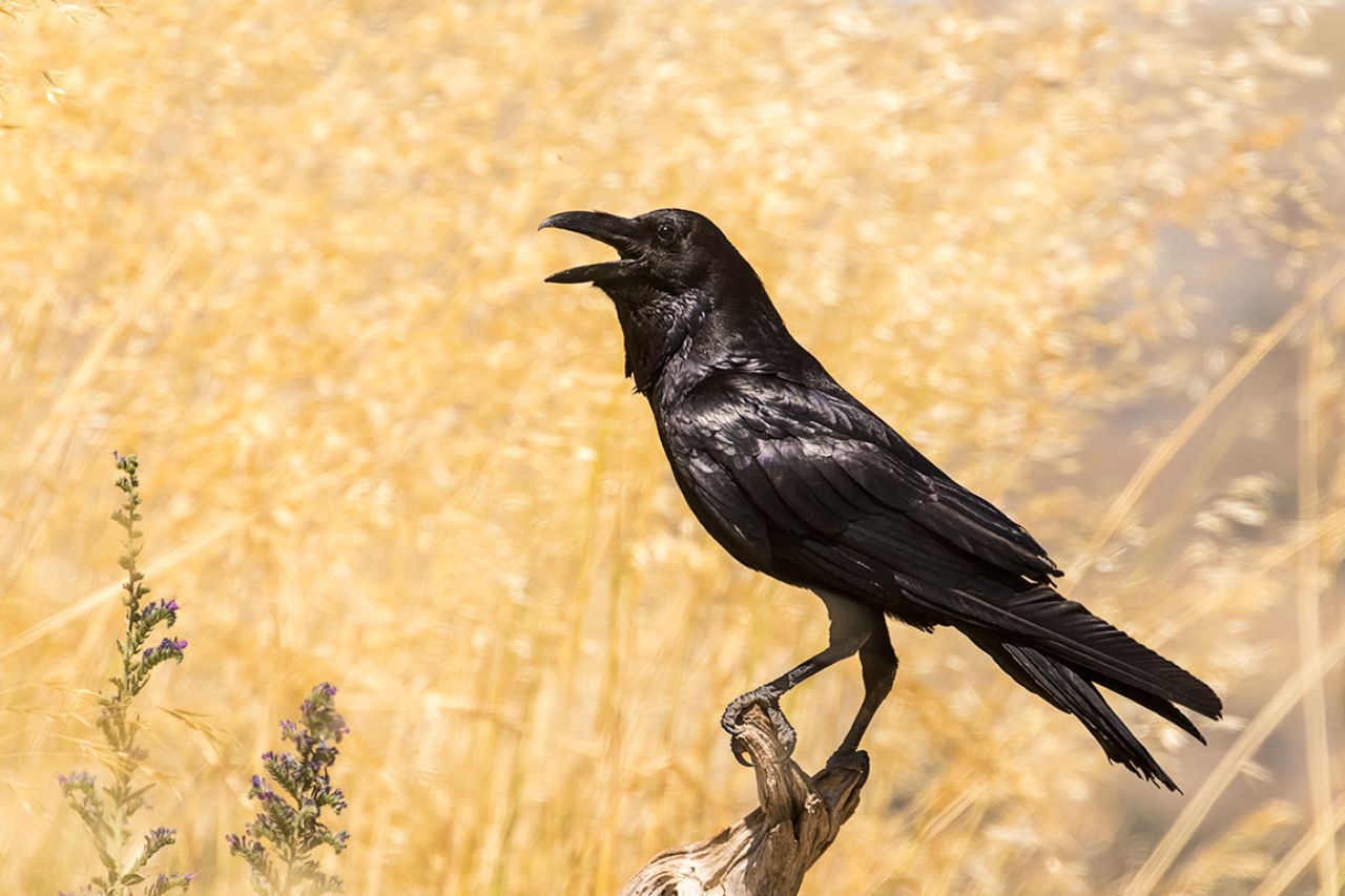 Cuervo grande