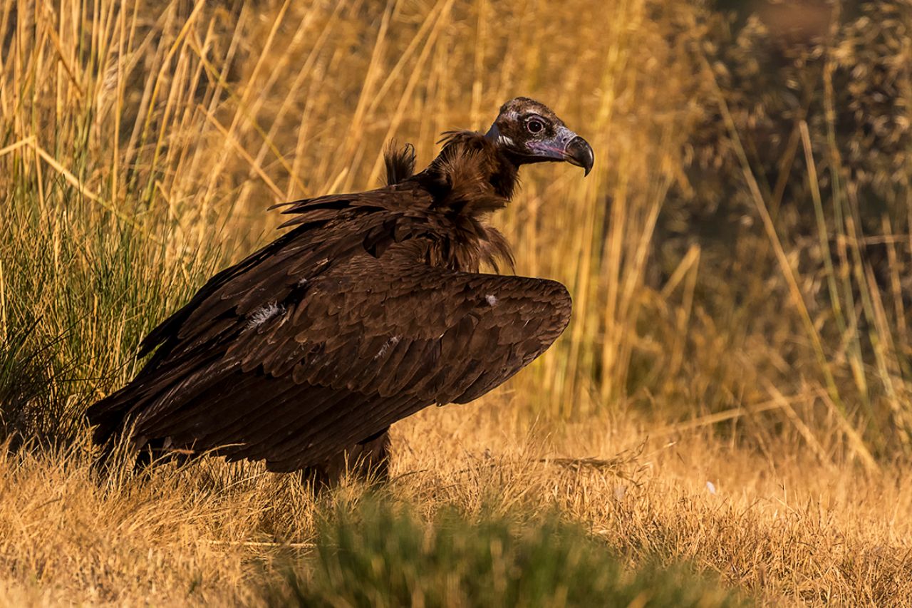 Buitre negro