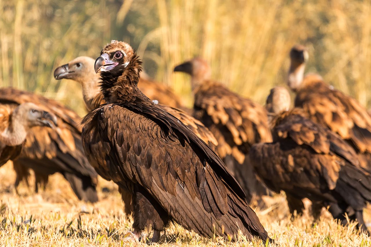 Buitre negro y leonados