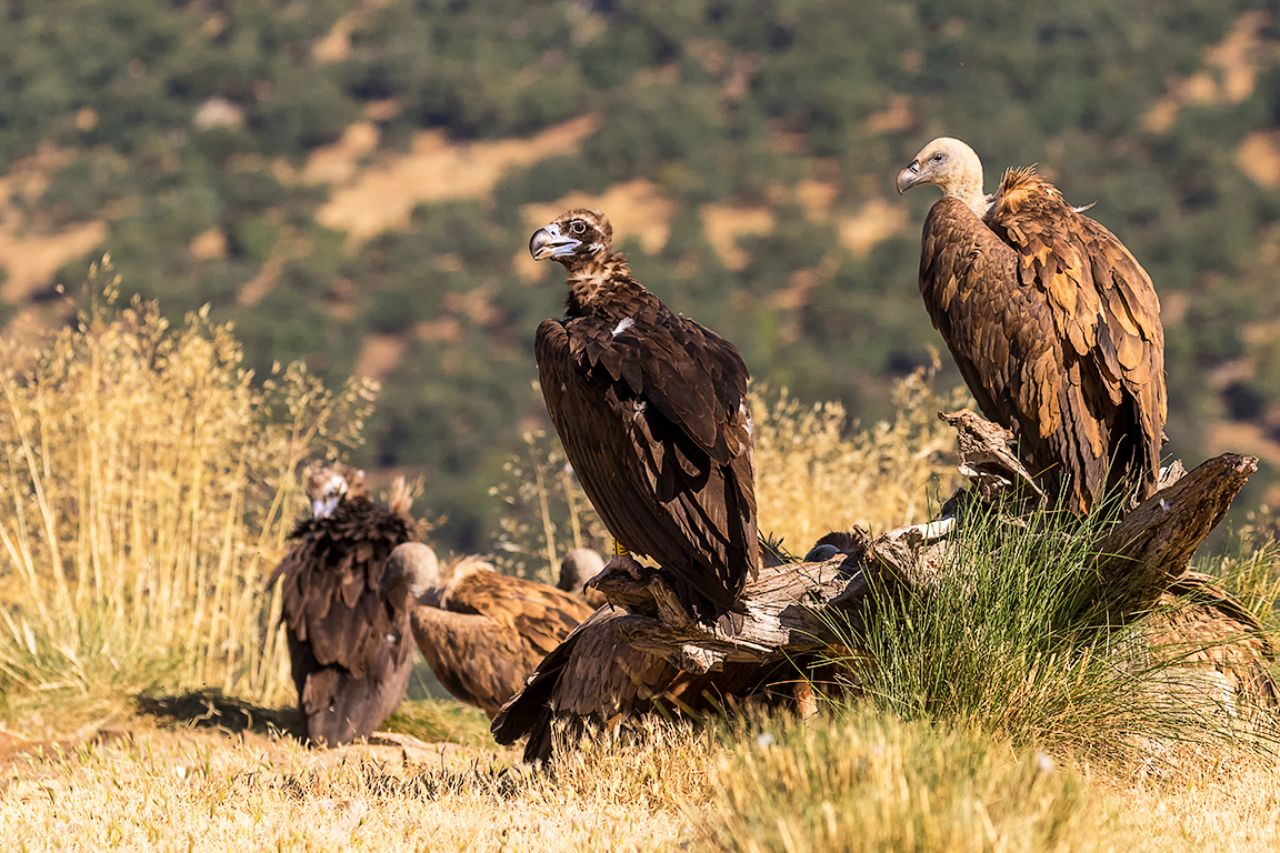 Buitres negros y leonados