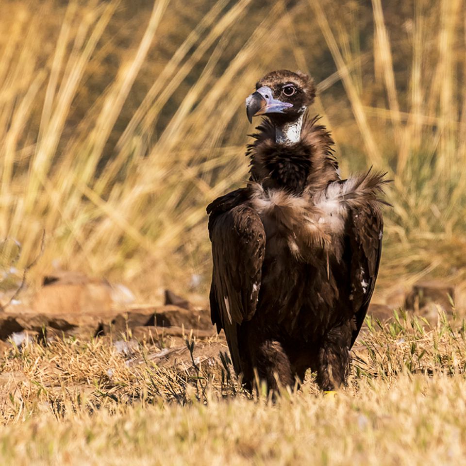 Buitre negro