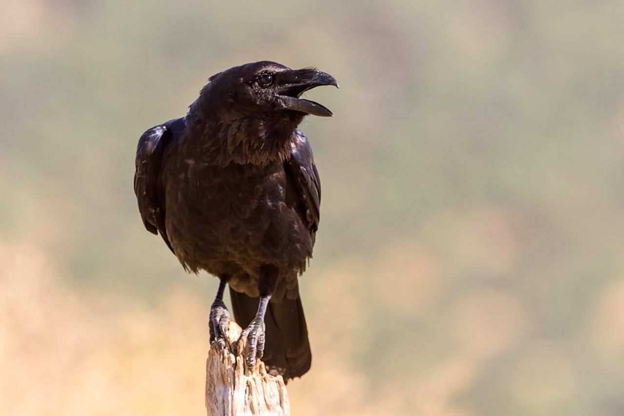 Cuervo grande