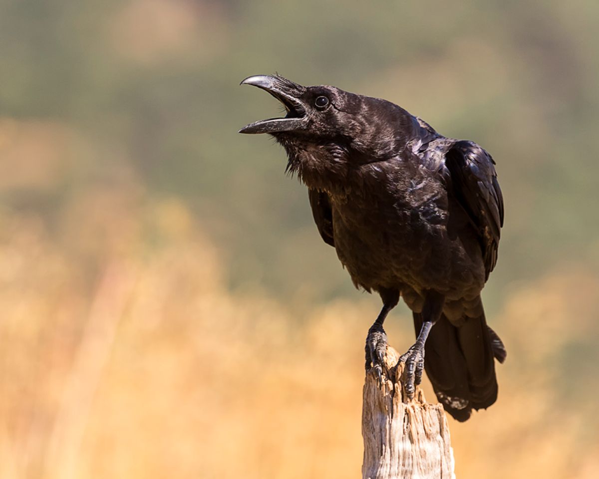 Cuervo grande