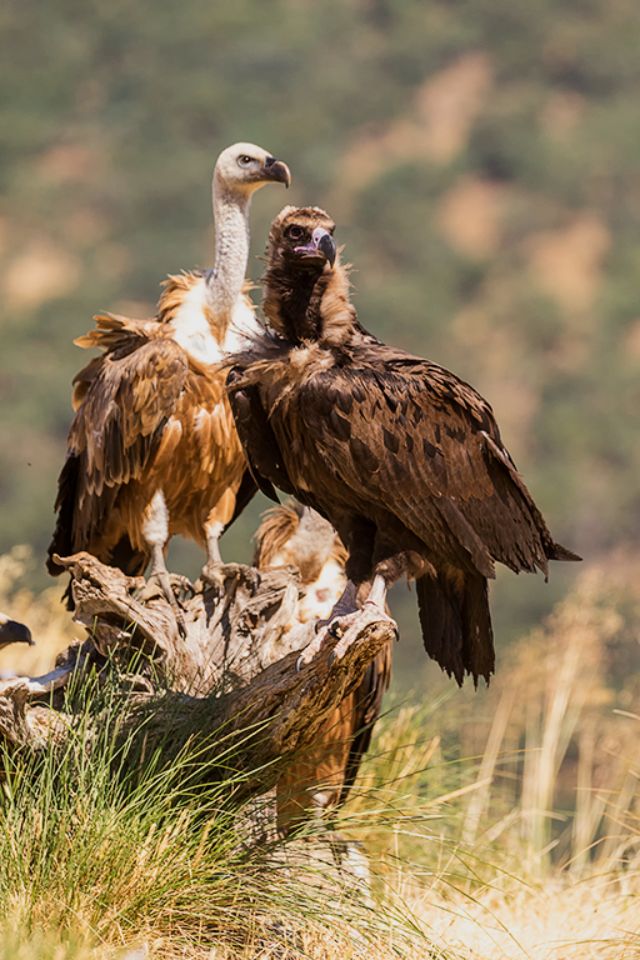 Buitre negro y leonado