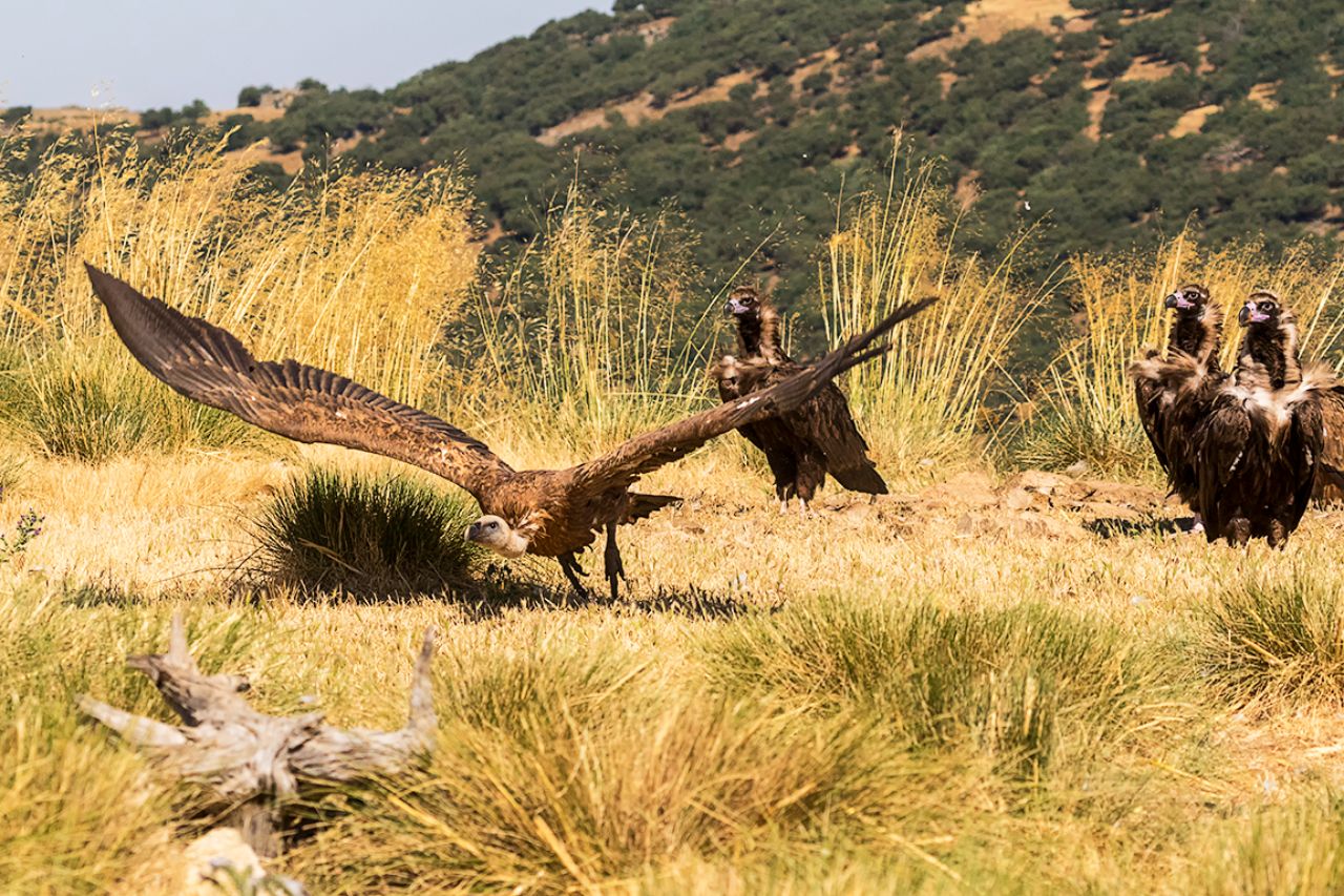 Buitres negros y leonado