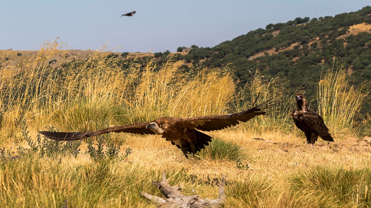 Buitre negro y leonado