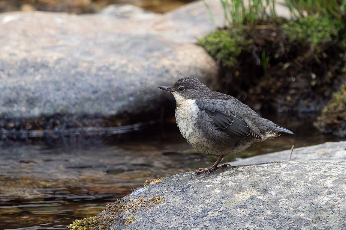 Pollo de mirlo acuático