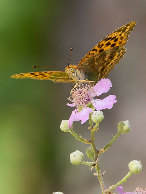 Argynnis paphia
