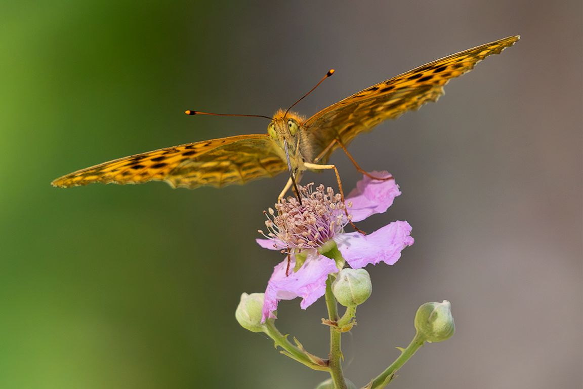 Argynnis paphia