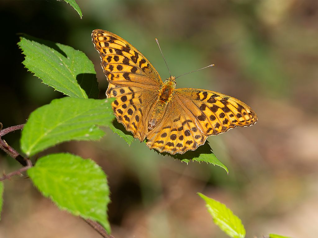 Argynnis paphia