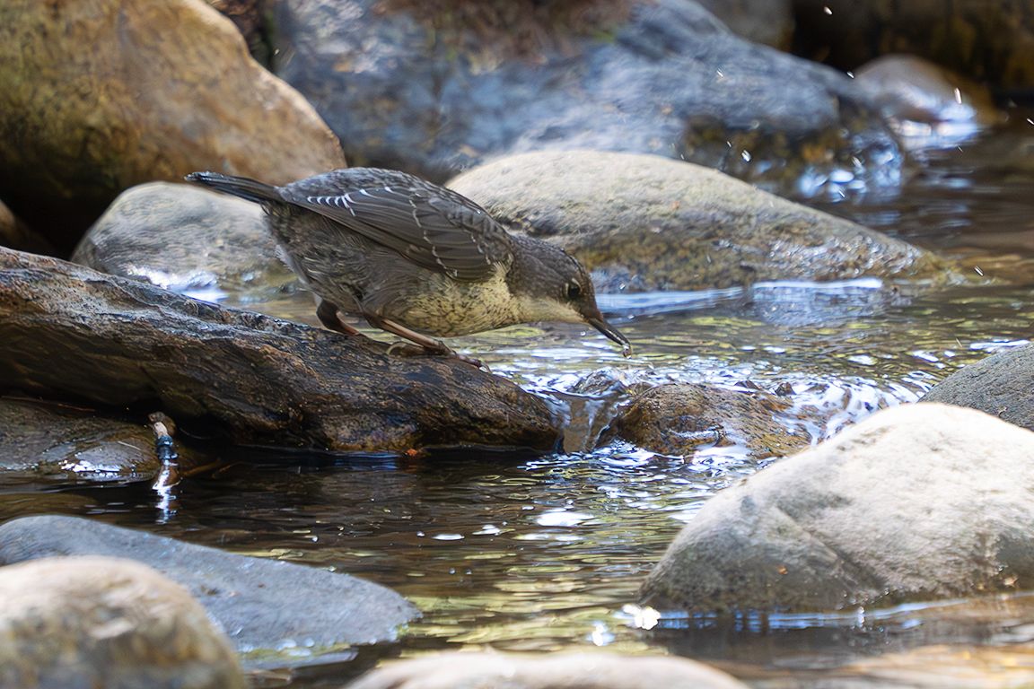 Pollo de mirlo acuático