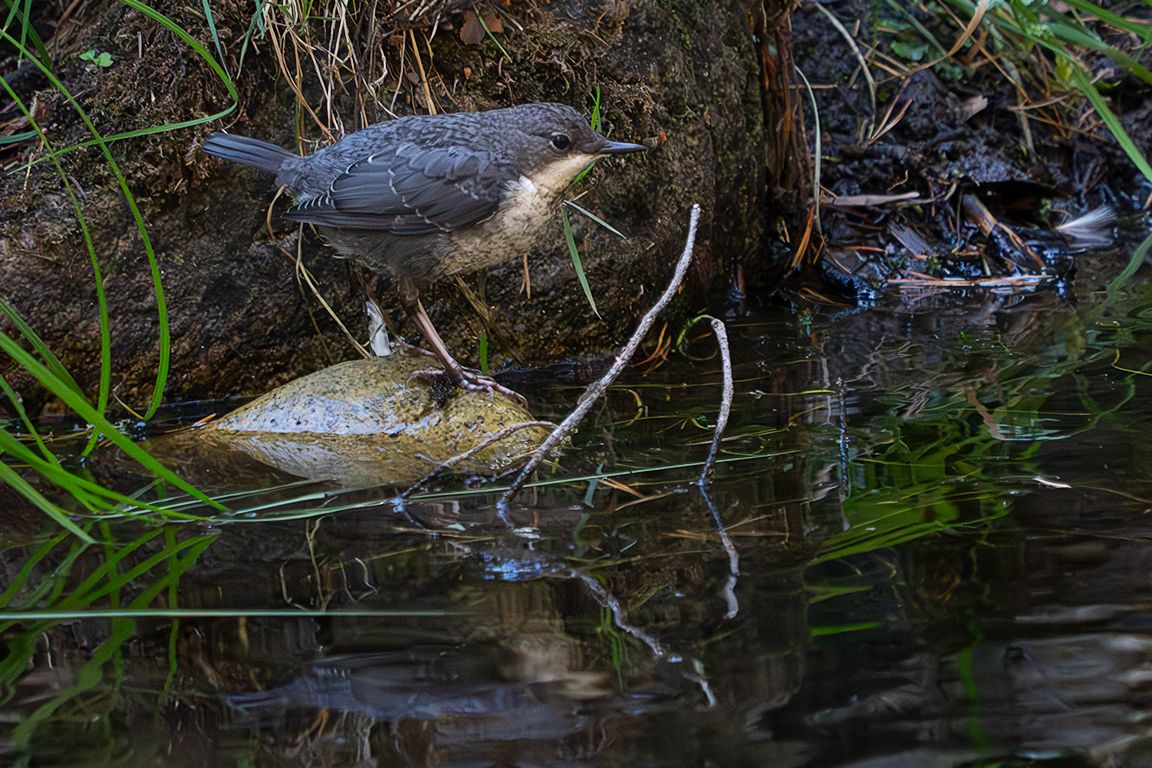 Pollo de mirlo acuático