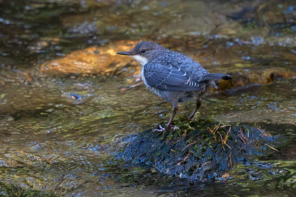 Pollo de mirlo acuático