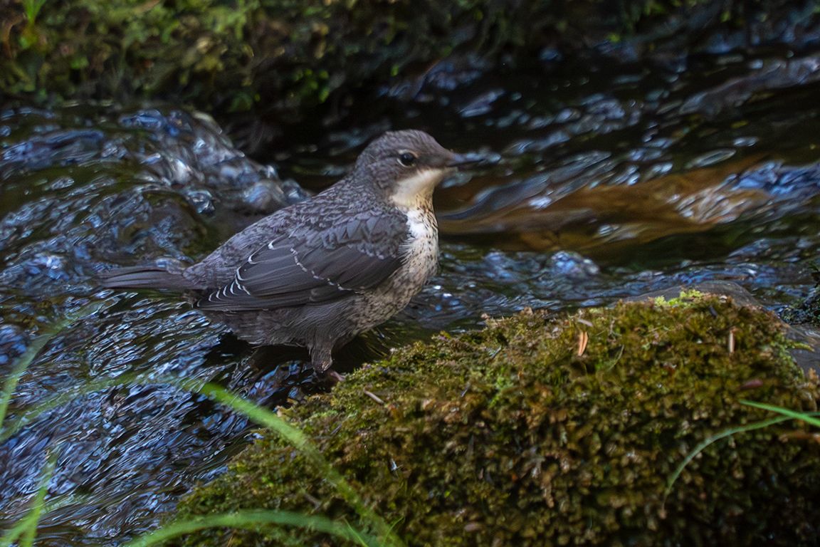 Pollo de mirlo acuático