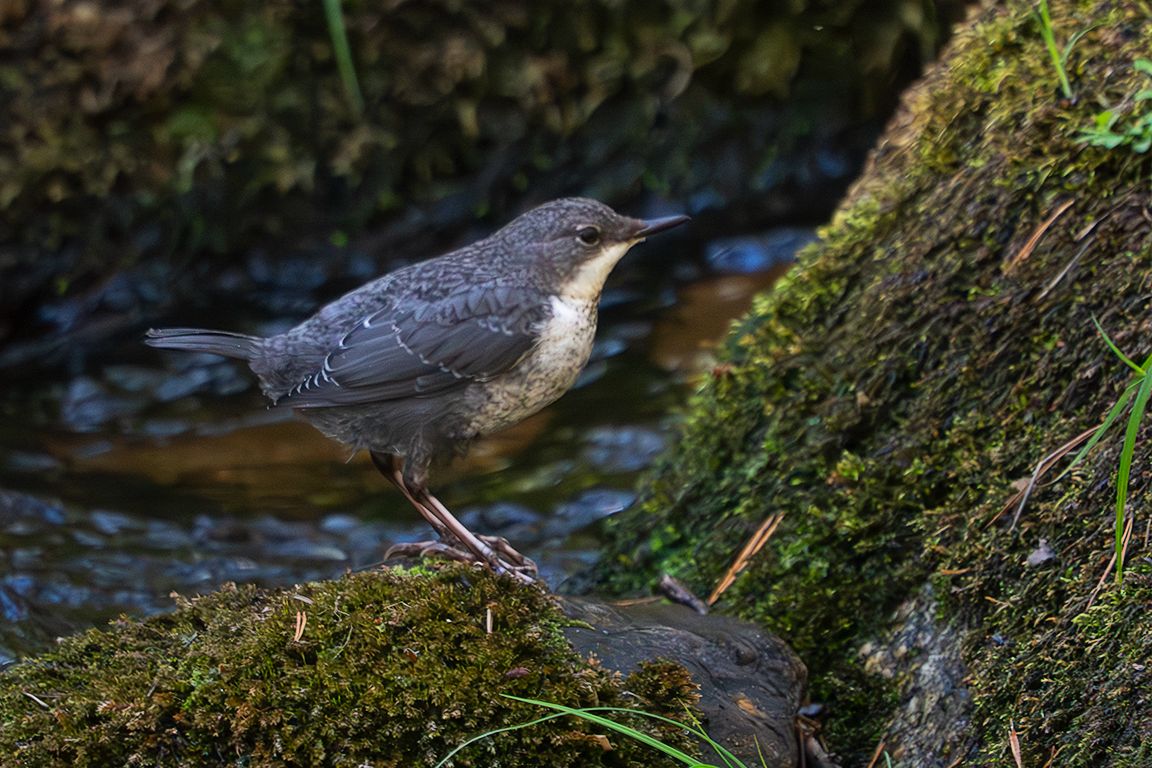 Pollo de mirlo acuático