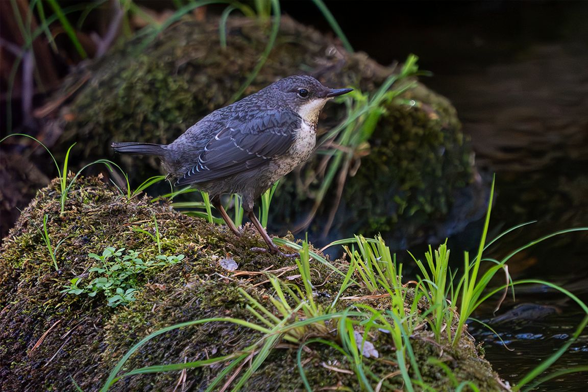 Pollo de mirlo acuático
