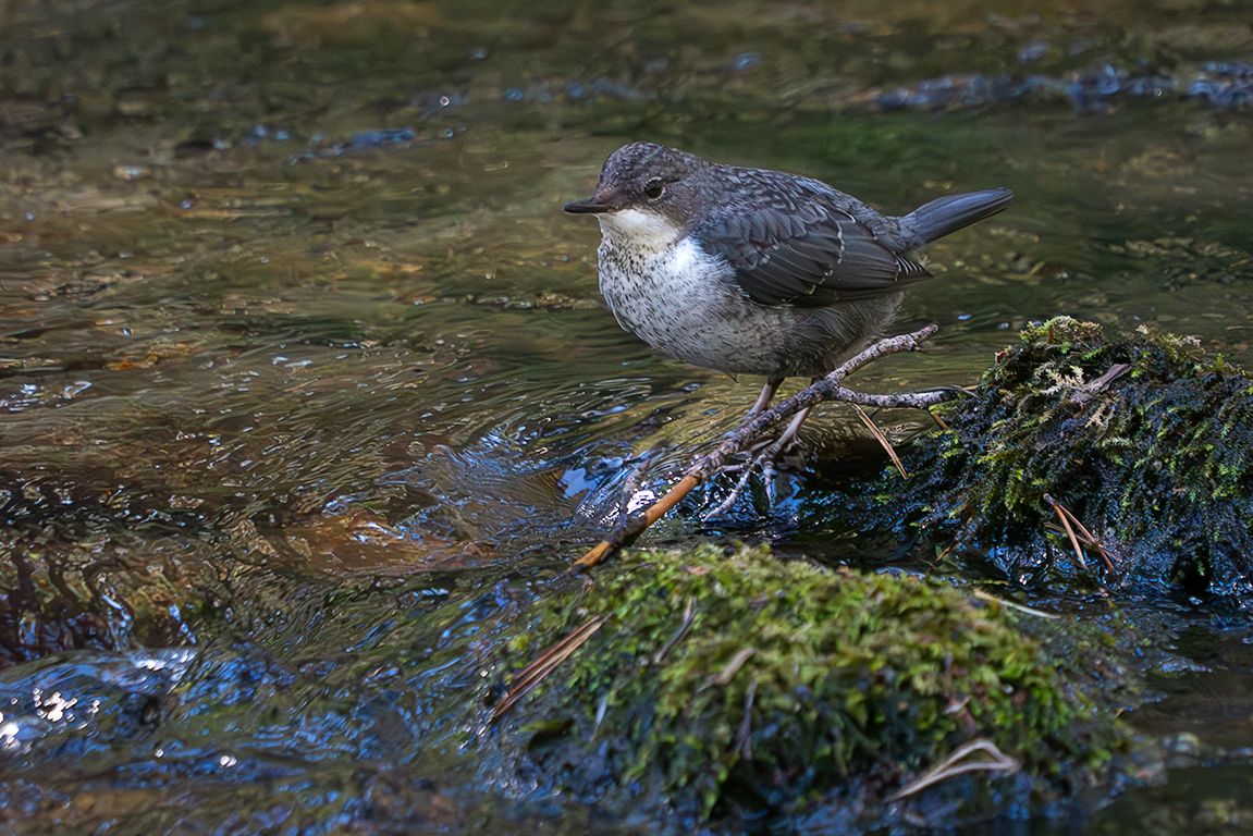 Pollo de mirlo acuático