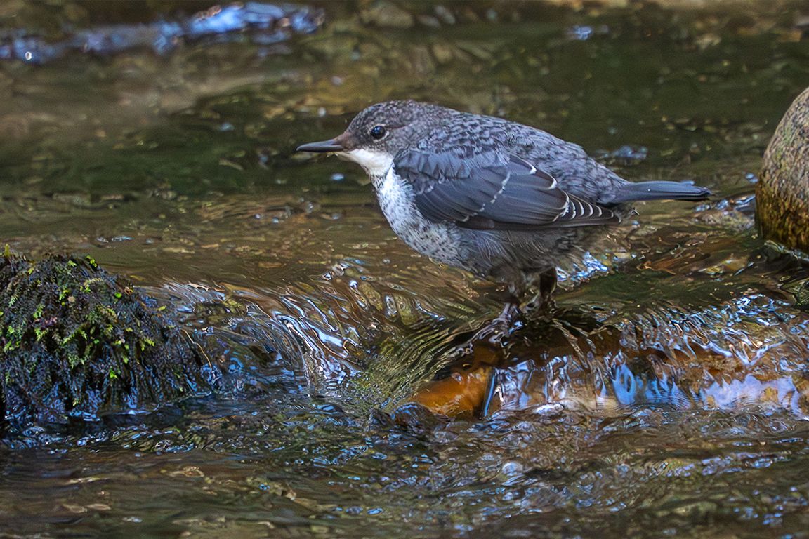Pollo de mirlo acuático
