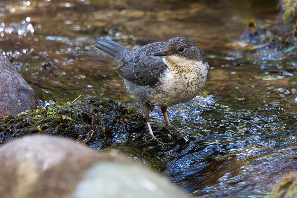 Pollo de mirlo acuático