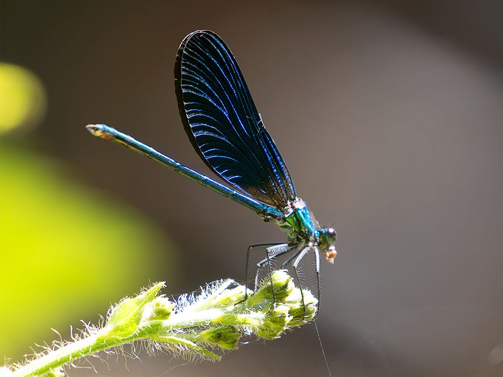 Calopteryx virgo