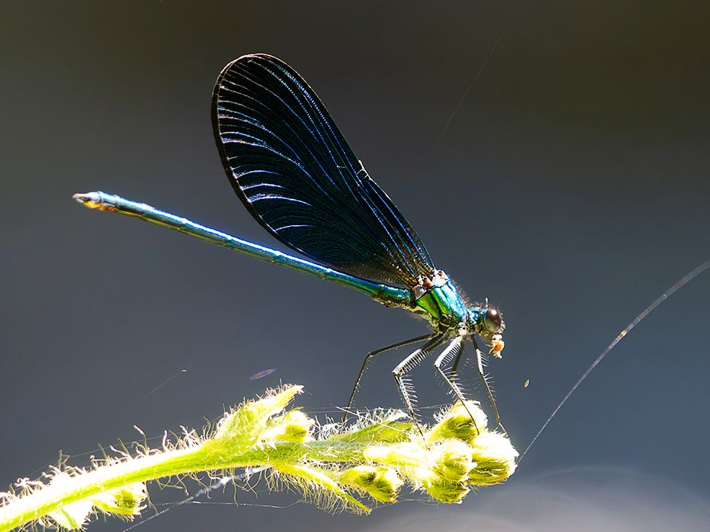 Calopteryx virgo