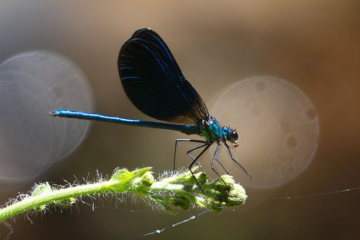 Calopteryx virgo
