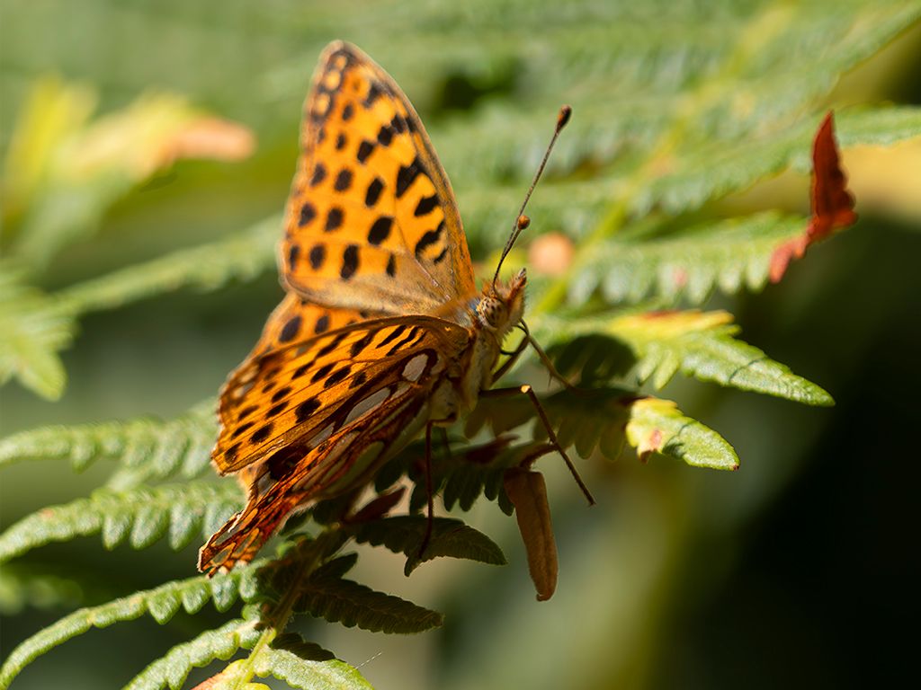 Argynnis paphia