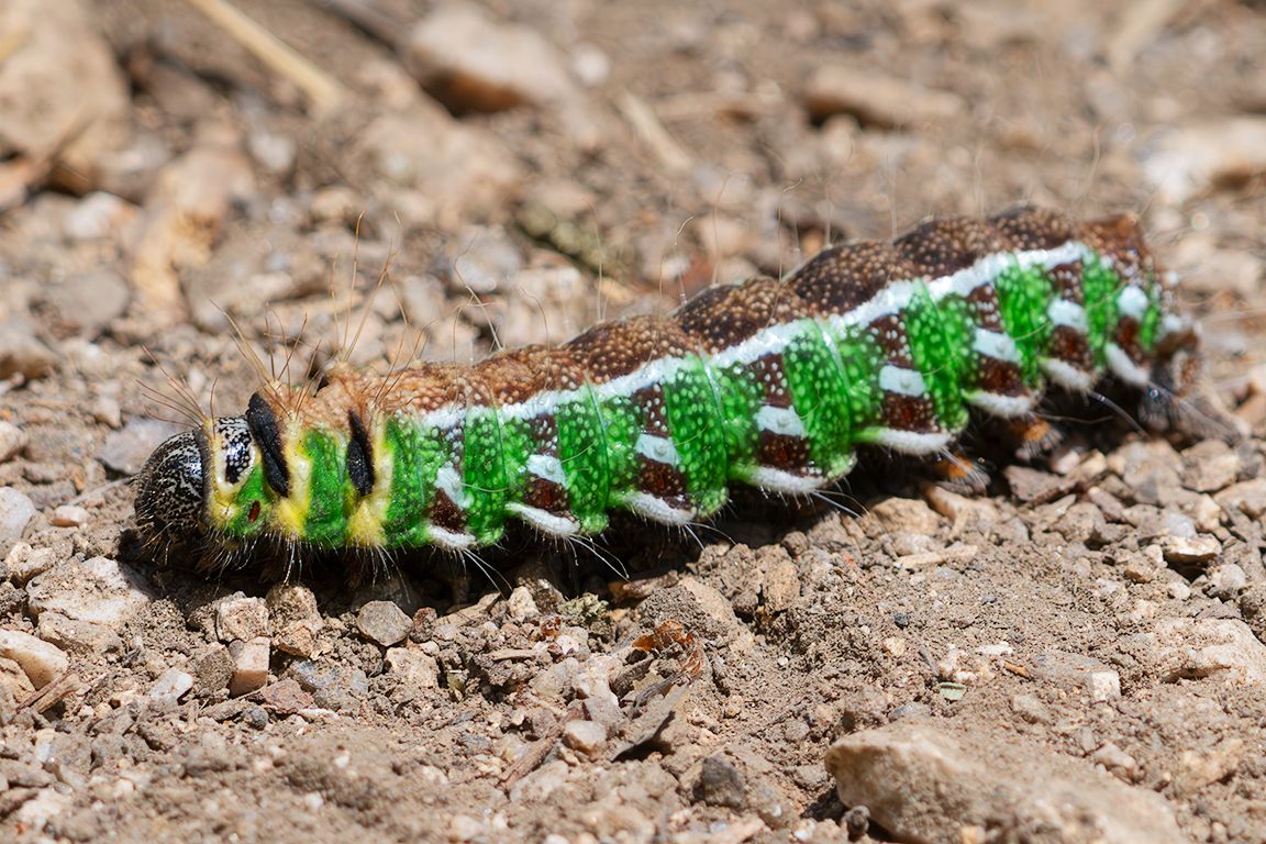 Oruga de la mariposa isabelina