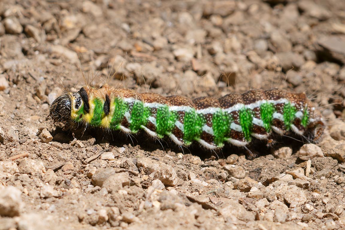 Oruga de la mariposa isabelina
