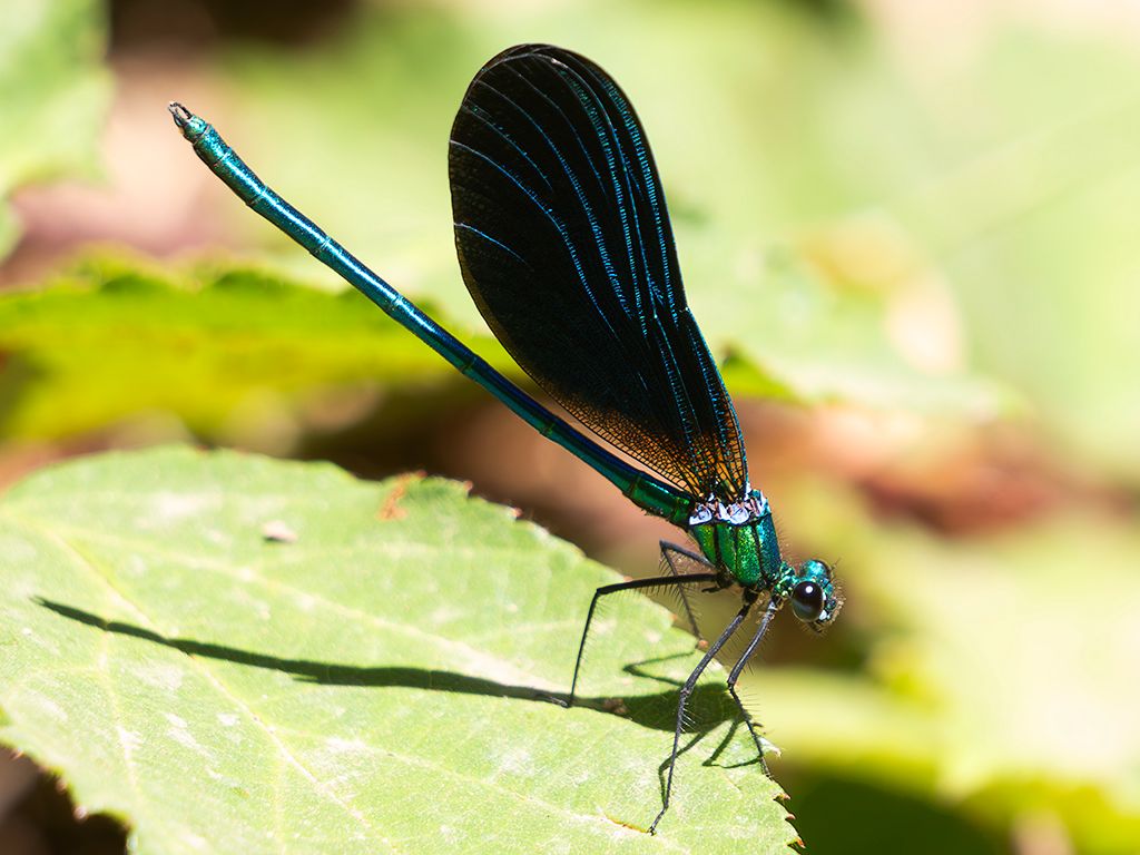 Calopteryx virgo