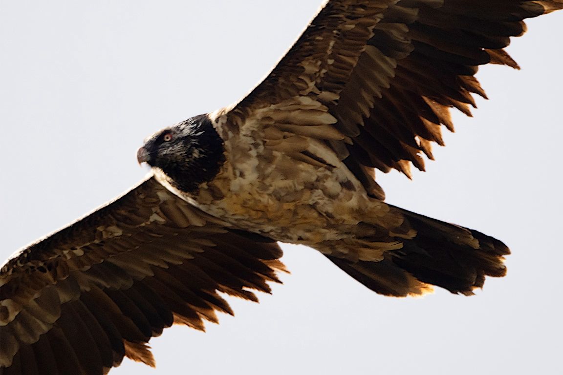 Quebrantahuesos juvenil