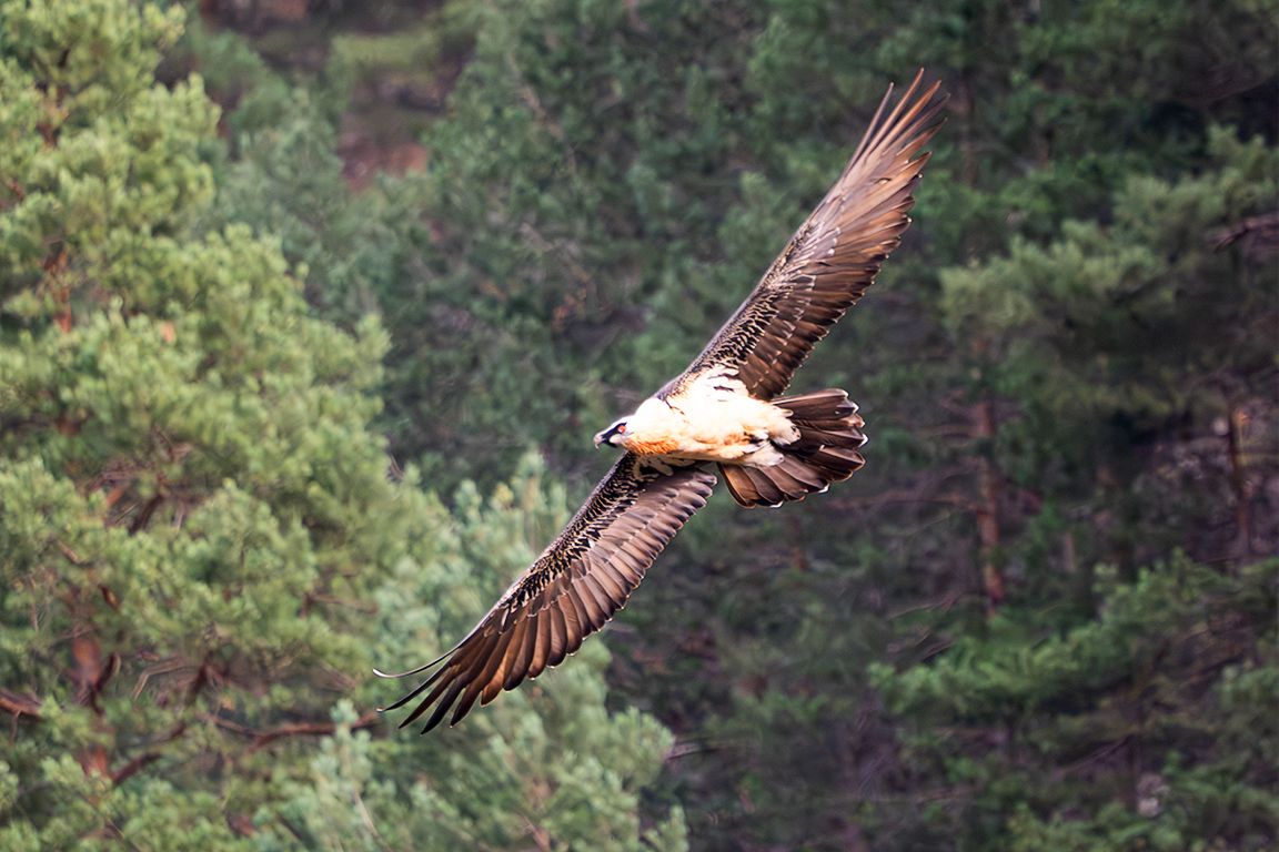 Quebrantahuesos adulto