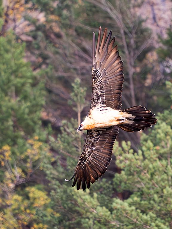 Quebrantahuesos adulto