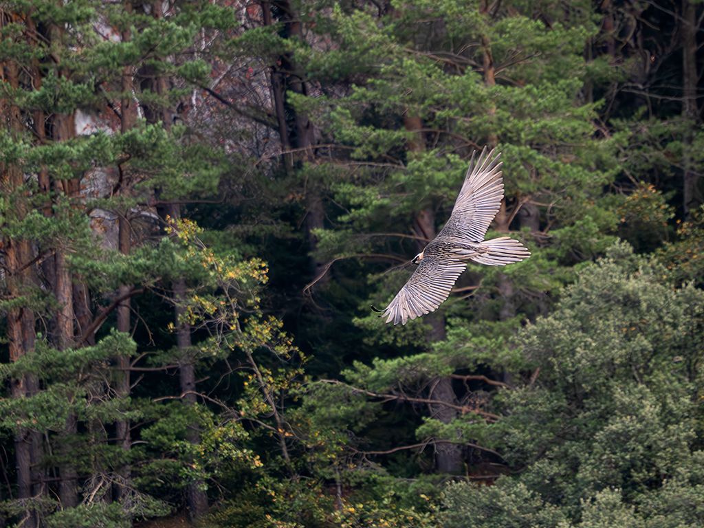Quebrantahuesos adulto