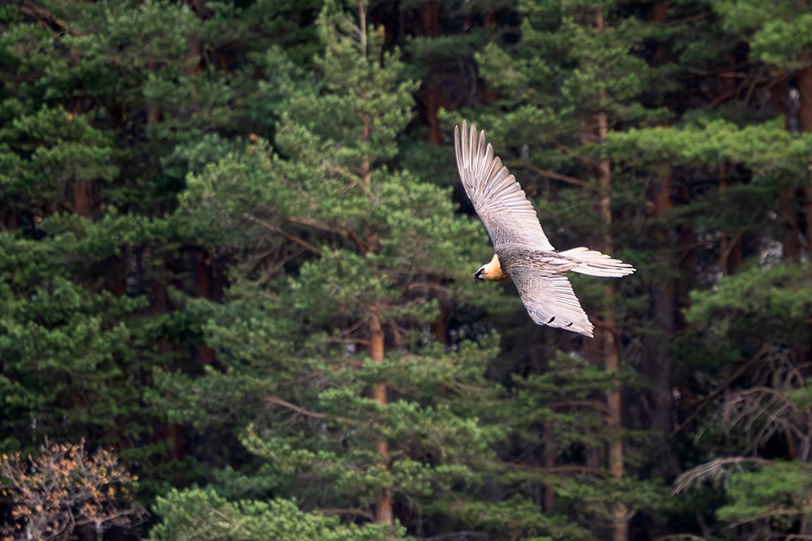 Quebrantahuesos adulto