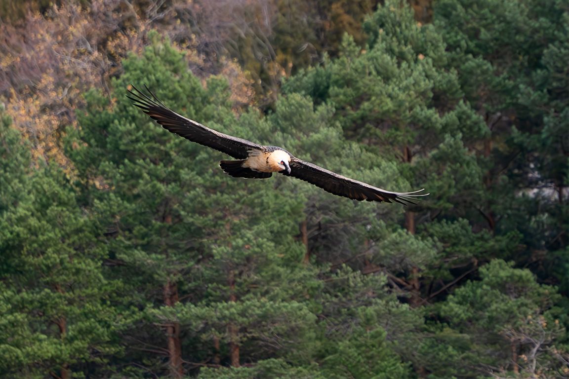 Quebrantahuesos adulto