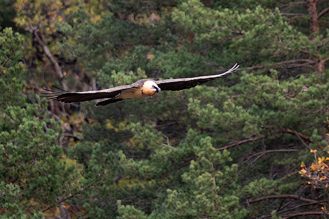 Quebrantahuesos adulto