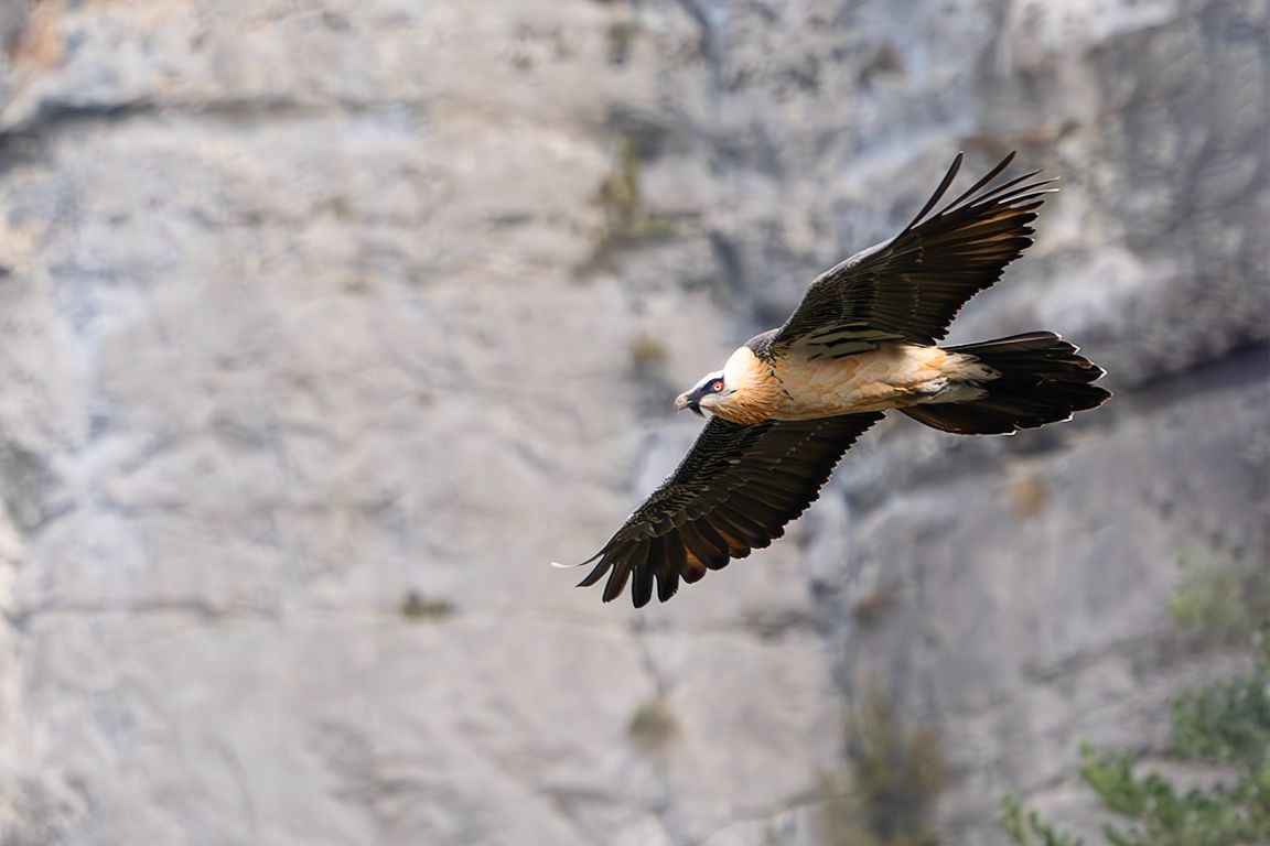 Quebrantahuesos adulto