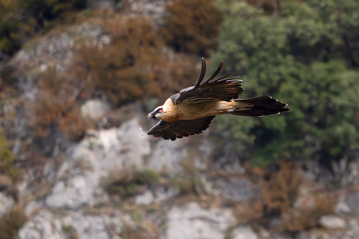 Quebrantahuesos adulto
