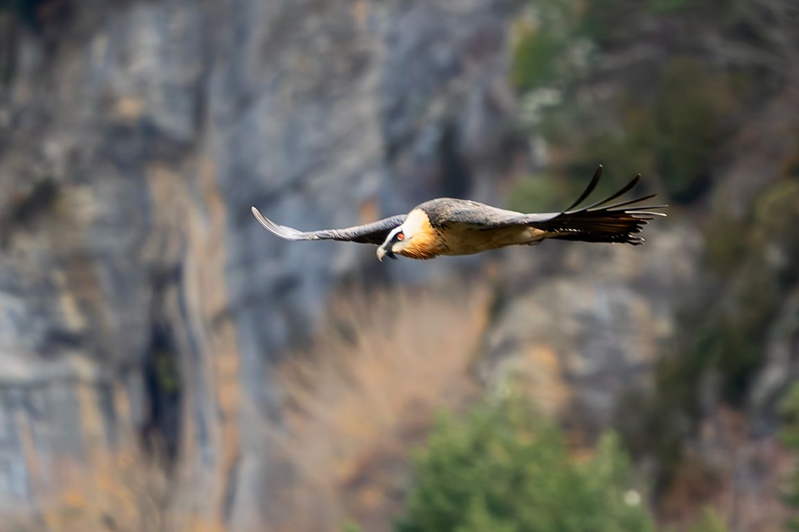 Quebrantahuesos adulto