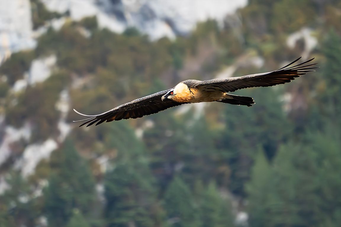 Quebrantahuesos adulto