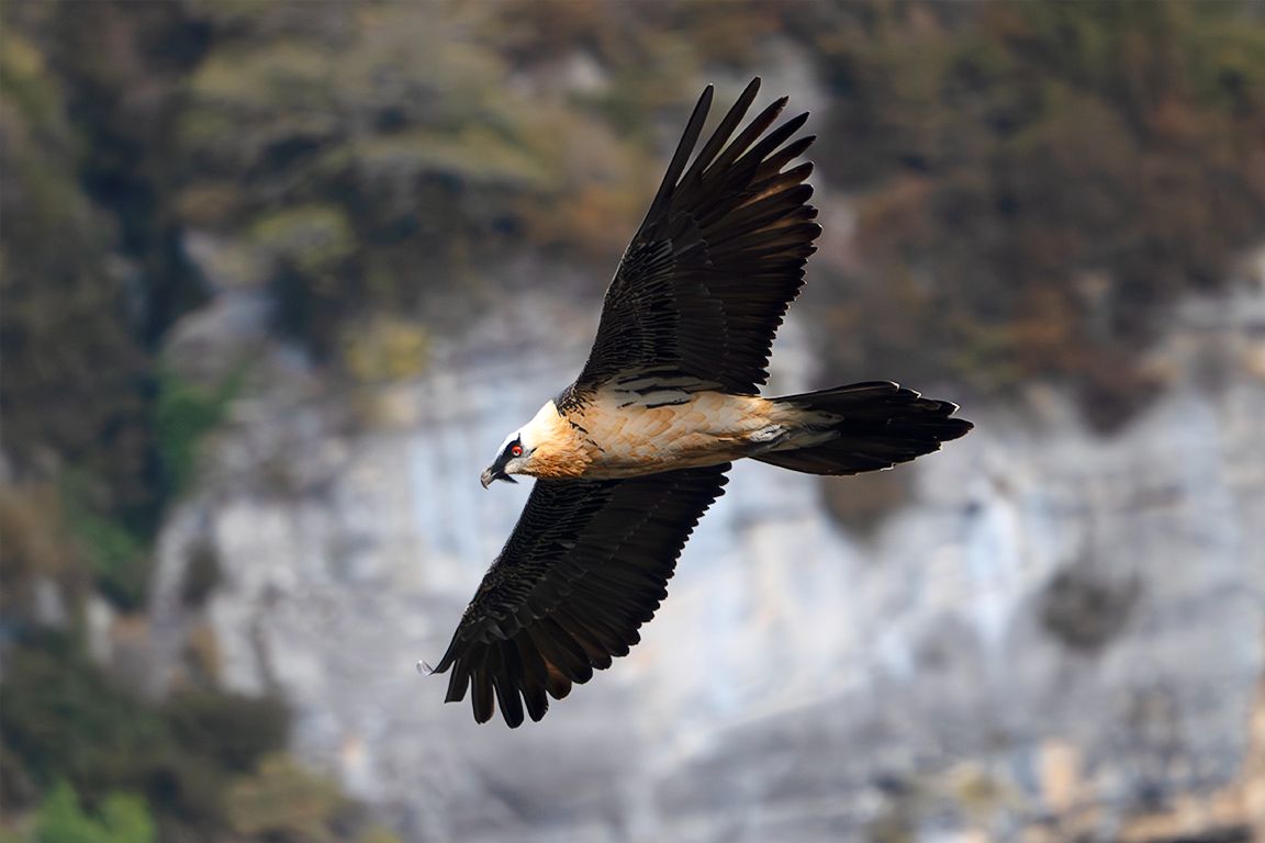 Quebrantahuesos adulto